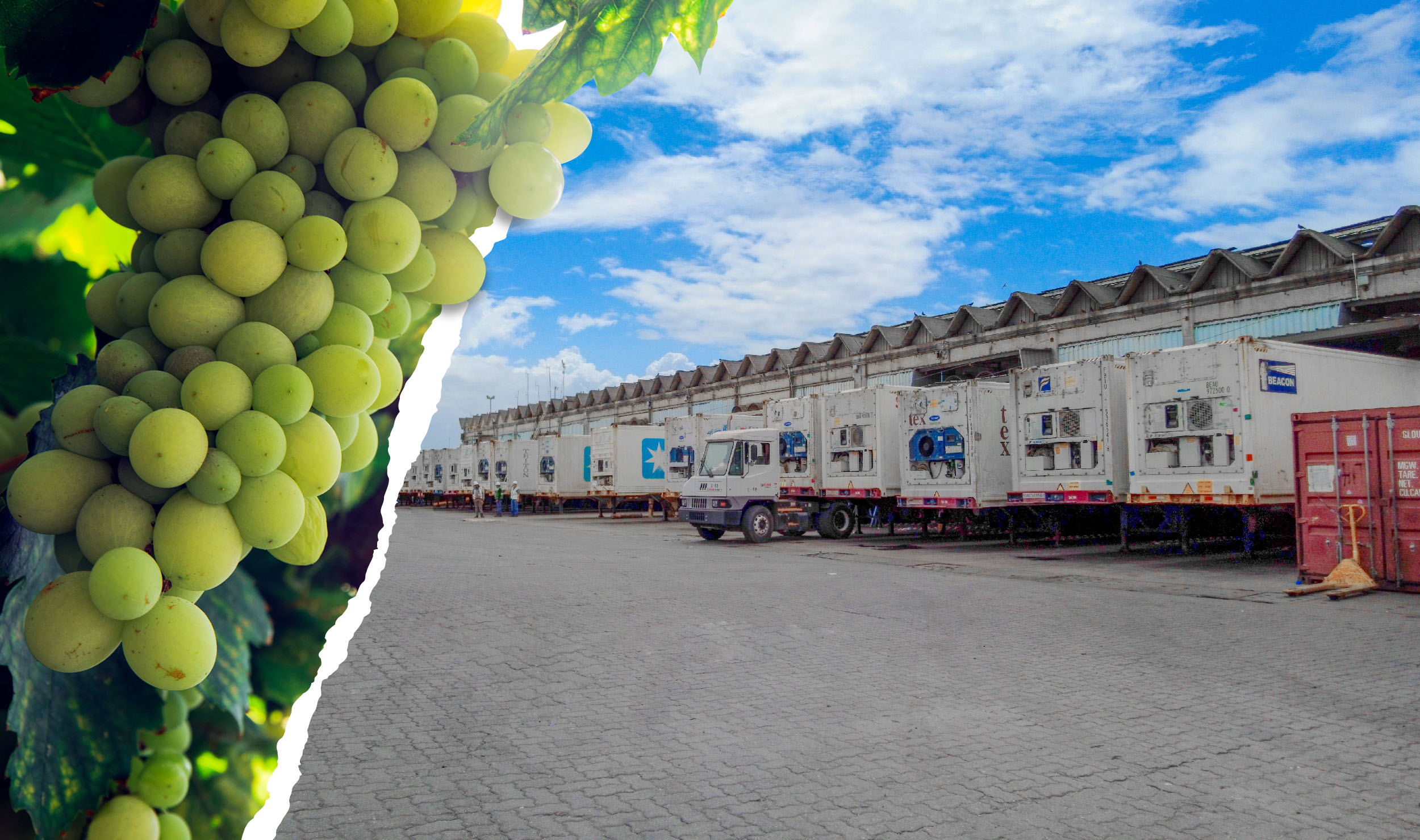 Uvas verde de mesa cámara fría