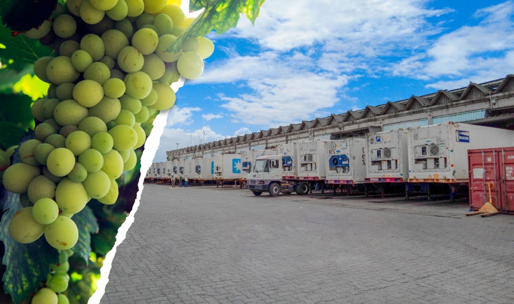Uvas verde de mesa cámara fría